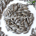 seeking business partners of the sunflower seeds